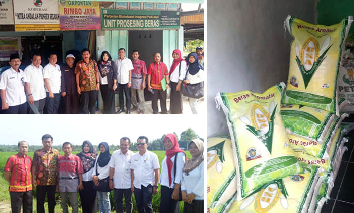 Beras Aromatik, Pusluhtan Verifikasi Lapang KEP Rimbo Jaya di Bengkulu